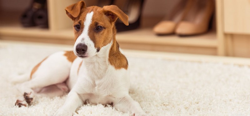 Can Dogs Reach 20 Years? Realistic Expectations & Care Tips