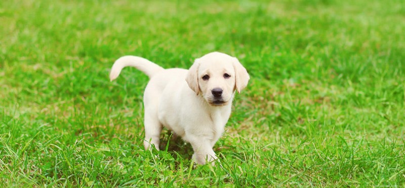 Can Dogs Reach 20 Years? Realistic Expectations & Care Tips