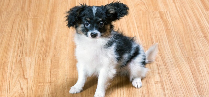 Can Dogs Reach 20 Years? Realistic Expectations & Care Tips