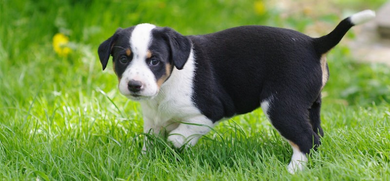 Can Dogs Reach 20 Years? Realistic Expectations & Care Tips