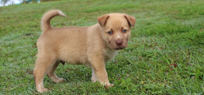 How Long Can Dogs Really Live? Exploring Lifespan Myths & Facts