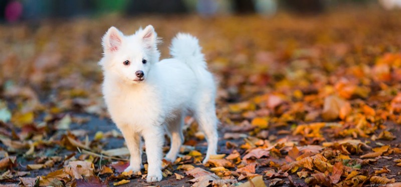 How Long Can Dogs Really Live? Exploring Lifespan Myths & Facts