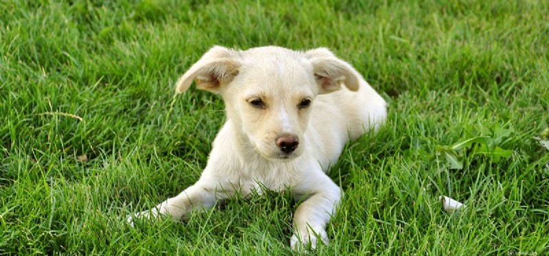 How Long Can Dogs Really Live? Exploring Lifespan Myths & Facts