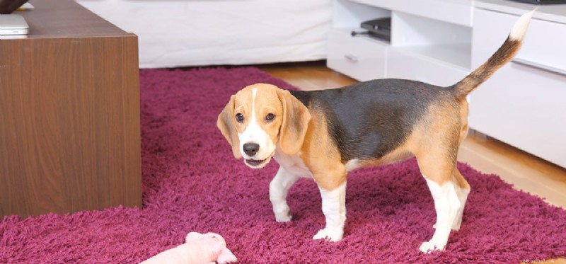 Can Dogs Thrive in Apartment Living? Expert Guide to Pet-Friendly Rentals
