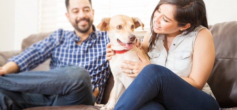 Can Dogs Thrive in Apartment Living? Expert Guide to Pet-Friendly Rentals