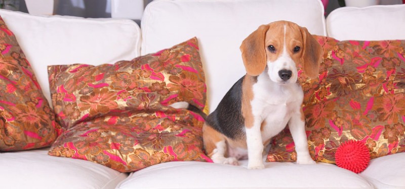Can Dogs Thrive in Apartment Living? Expert Guide to Pet-Friendly Rentals