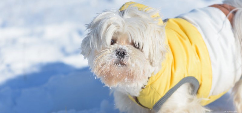 Can Dogs Thrive in Cold Weather? Tips for Safe Winter Care