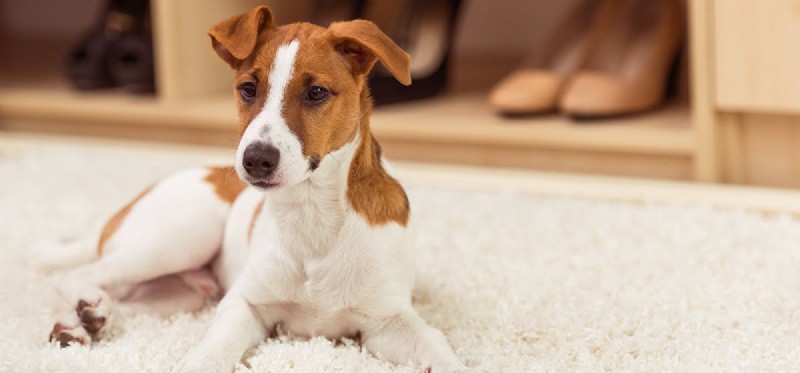 Bringing a Dog to College Dorms: What You Need to Know