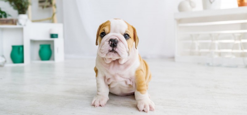 Bringing a Dog to College Dorms: What You Need to Know