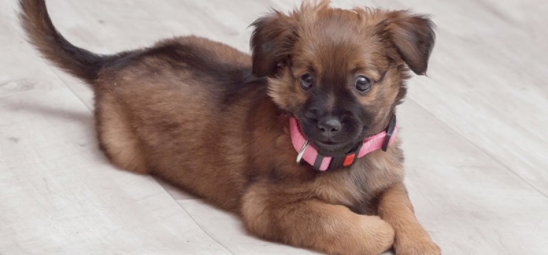 Bringing a Dog to College Dorms: What You Need to Know