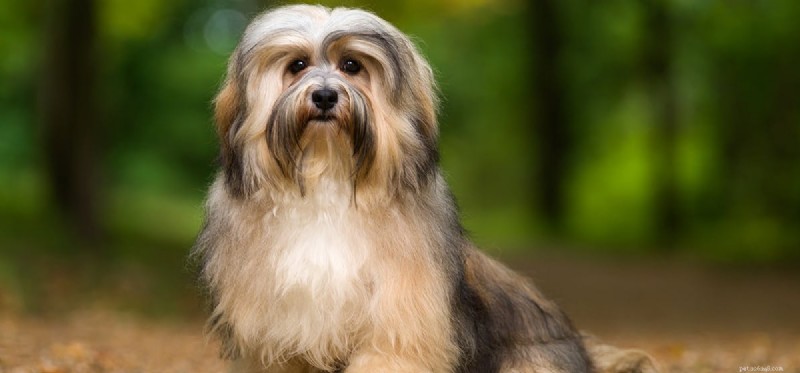 Can Dogs Thrive in the Wild? Exploring Their Ancestral Roots