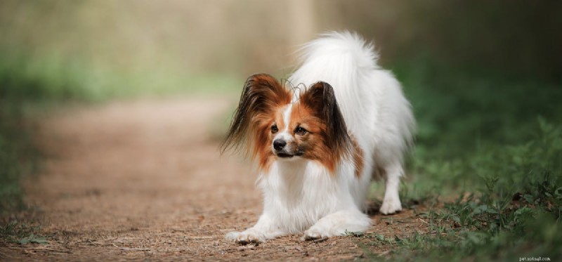 Can Dogs Thrive in the Wild? Exploring Their Ancestral Roots