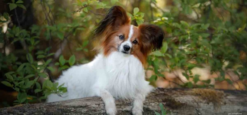Can Dogs Thrive in the Wild? Exploring Their Ancestral Roots
