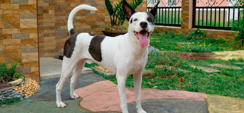 Is Your Garage a Safe Home for Your Dog?