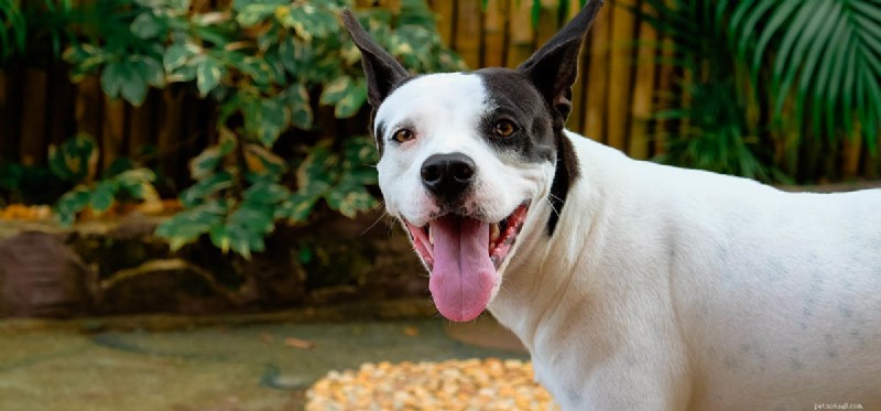 Is Your Garage a Safe Home for Your Dog?