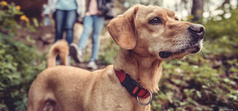 Can Dogs Thrive in the Wild? Exploring Their Ancestral Roots
