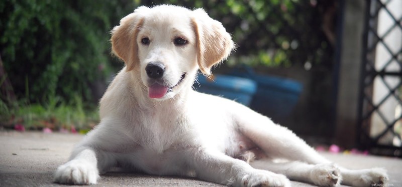 Is Your Garage a Safe Home for Your Dog?