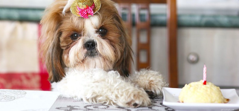 Can Human Food Extend Your Dog’s Life? A Veterinary Perspective