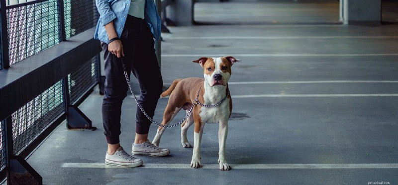 Is Your Garage a Safe Home for Your Dog?