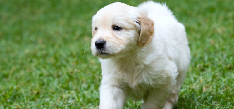 Do Neutered Dogs Live Longer? Understanding the Lifespan Benefits of Spaying and Neutering