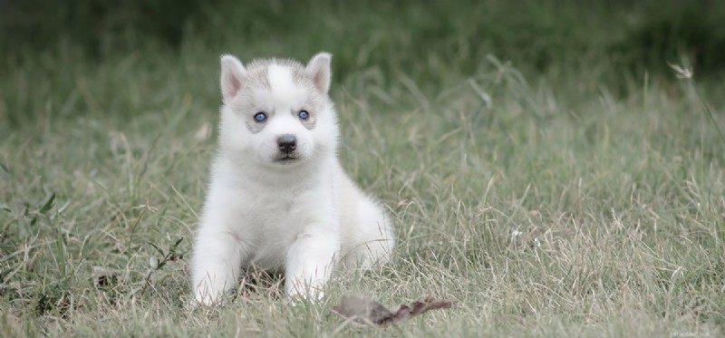 Do Neutered Dogs Live Longer? Understanding the Lifespan Benefits of Spaying and Neutering