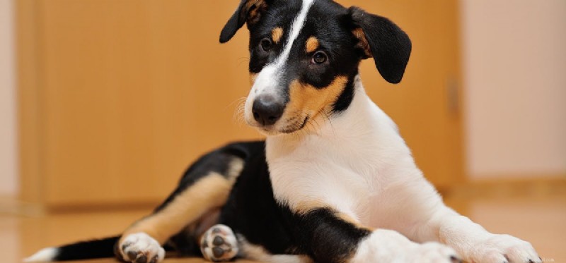 Do Neutered Dogs Live Longer? Understanding the Lifespan Benefits of Spaying and Neutering