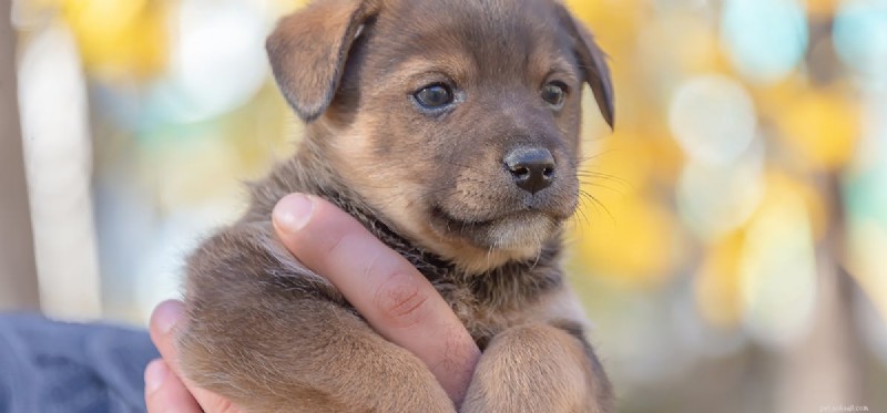 Can Dogs Live Beyond 15 Years? Expert Insights into Longevity