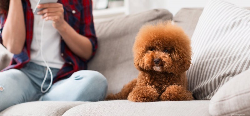 Do Neutered Dogs Live Longer? Understanding the Lifespan Benefits of Spaying and Neutering