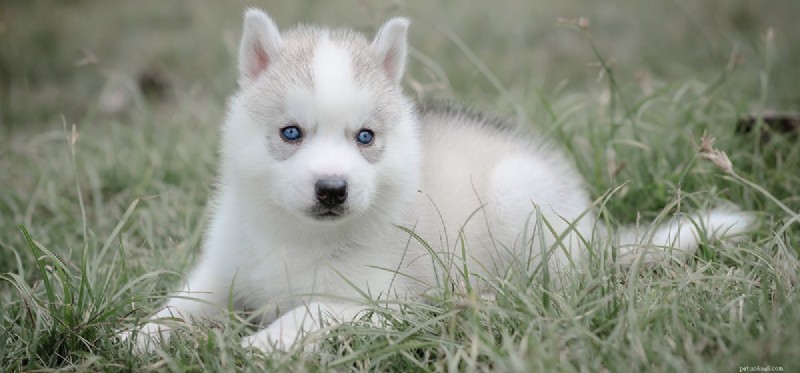 Can Dogs Live Beyond 15 Years? Expert Insights into Longevity