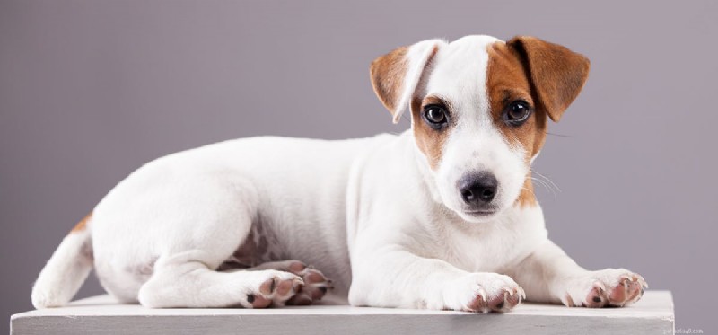 Do Dogs Outlive Wolves? Exploring Lifespan Differences Between Pets and Wild Canids