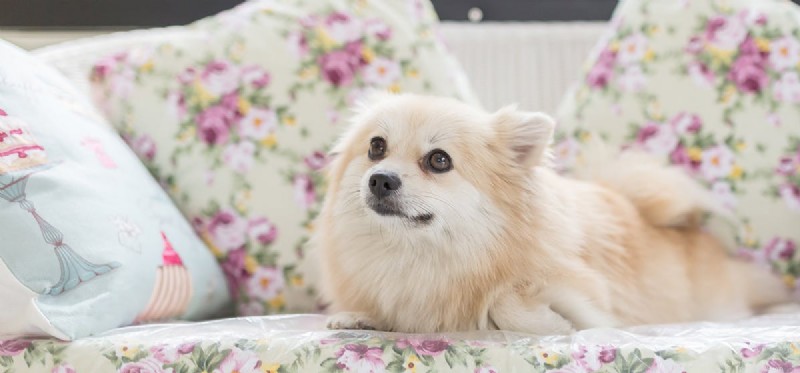 Do Dogs Outlive Wolves? Exploring Lifespan Differences Between Pets and Wild Canids