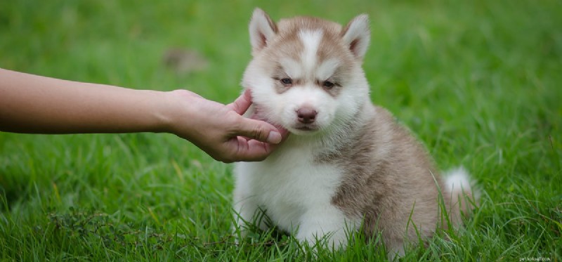 Do Dogs Outlive Wolves? Exploring Lifespan Differences Between Pets and Wild Canids