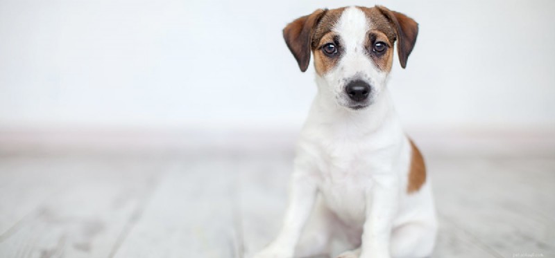 Do Dogs Outlive Wolves? Exploring Lifespan Differences Between Pets and Wild Canids