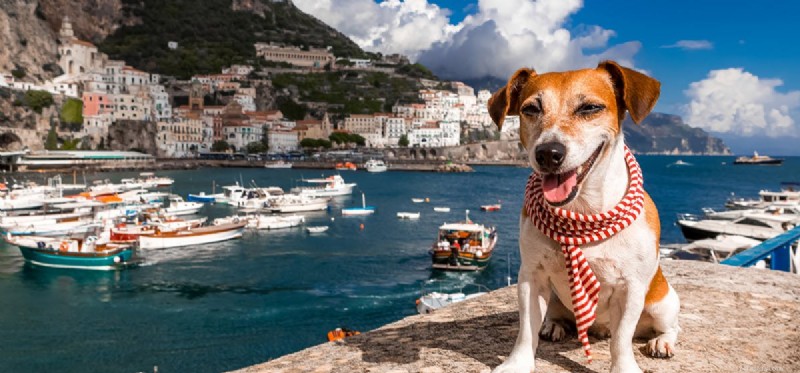 Can Dogs Thrive Living on Boats? A Trusted Guide for Pet Owners