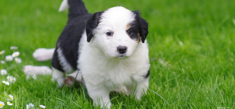 Could Dogs Thrive on Mars? A Scientific Exploration