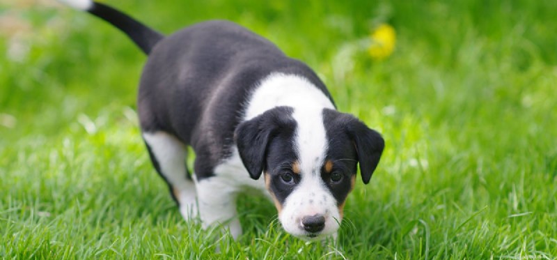 Could Dogs Thrive on Mars? A Scientific Exploration