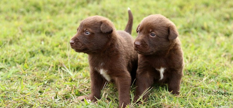 Could Dogs Thrive on Mars? A Scientific Exploration
