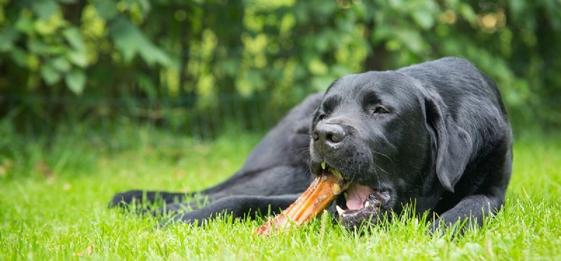 Can Dogs Thrive on Rabbit Meat Alone? Understanding Their Full Nutritional Needs