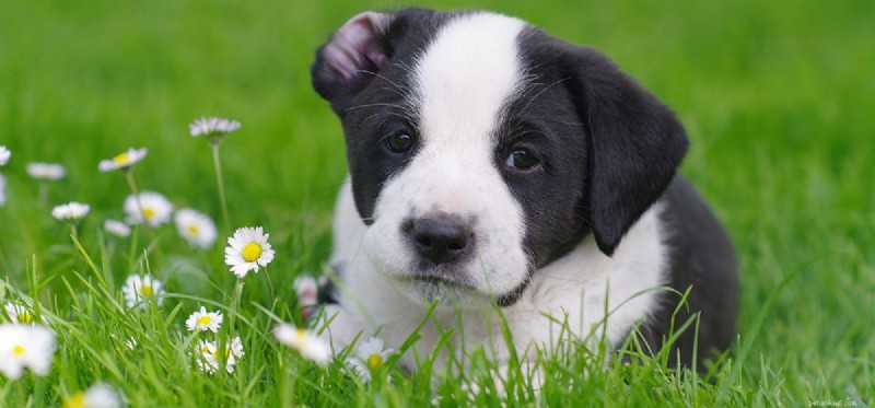 Could Dogs Thrive on Mars? A Scientific Exploration