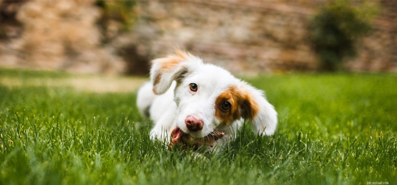 Can Dogs Thrive on Rabbit Meat Alone? Understanding Their Full Nutritional Needs