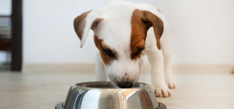 Can Dogs Thrive on Rabbit Meat Alone? Understanding Their Full Nutritional Needs