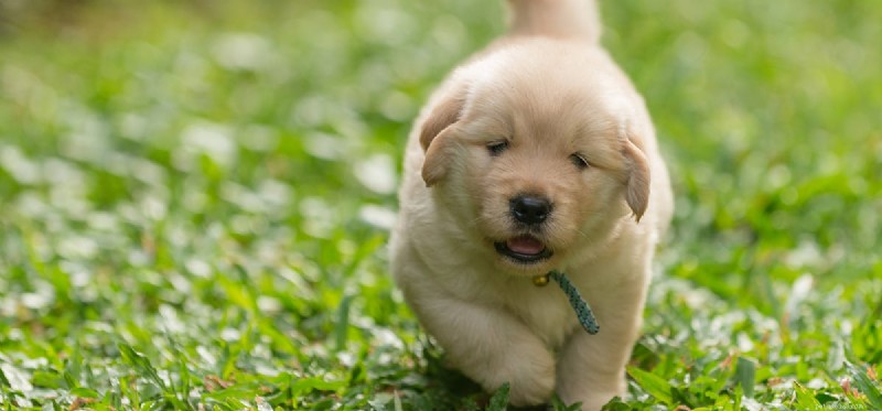 Can Dogs Safely Live Outside? Expert Guide on Outdoor Living for Dogs