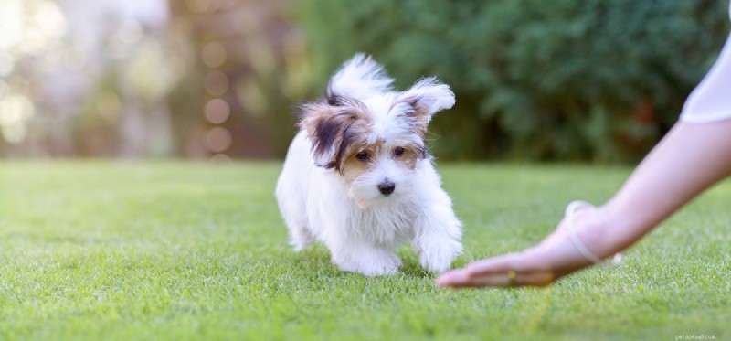 Can Dogs Safely Live Outside? Expert Guide on Outdoor Living for Dogs