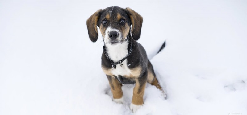 Is It Safe for Dogs to Live Outdoors During Winter?
