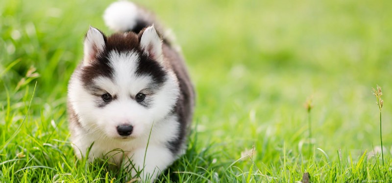 Can Dogs Safely Live Outside? Expert Guide on Outdoor Living for Dogs