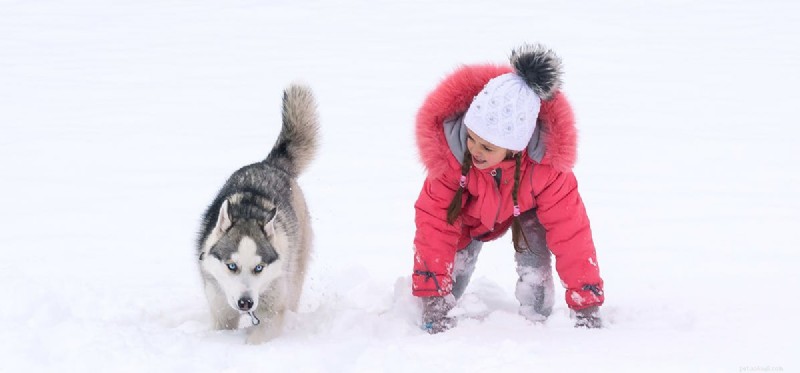 Is It Safe for Dogs to Live Outdoors During Winter?