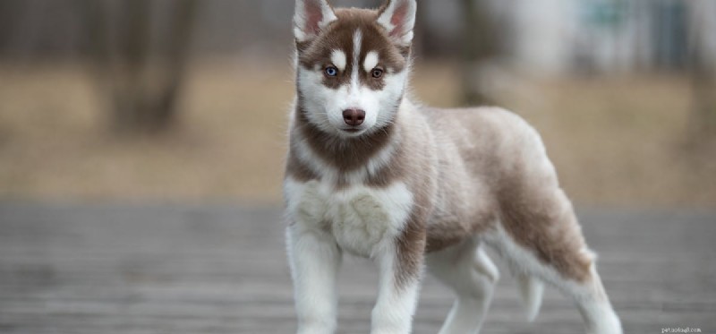 Can Dogs Survive Canine Distemper? Understanding Symptoms, Prevention, and Treatment
