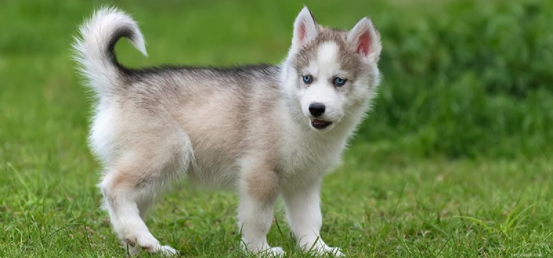 Can Dogs Survive Canine Distemper? Understanding Symptoms, Prevention, and Treatment