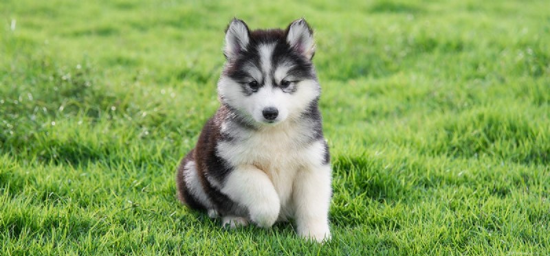 Can Dogs Survive Canine Distemper? Understanding Symptoms, Prevention, and Treatment