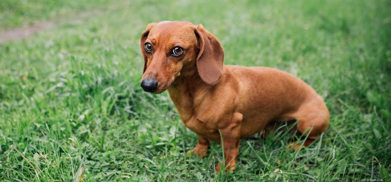 Can Dogs and Hedgehogs Live Together? Expert Tips for Safe Coexistence